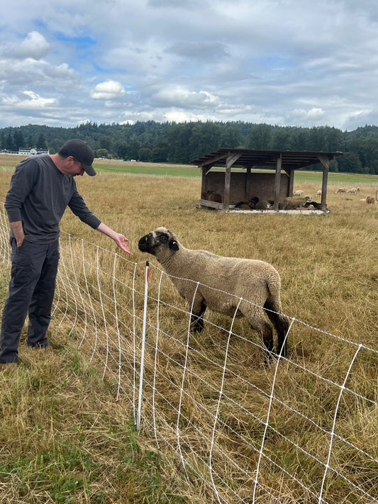 Rotarian Jon Gerace greets a sheep during Sammamish Rotary's visit to Carnation Farms.